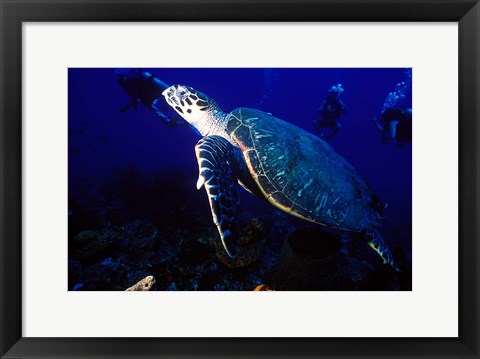 Framed Loggerhead Turtle, Dominica, Caribbean Print