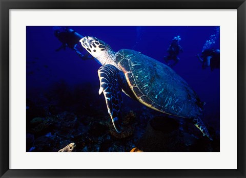 Framed Loggerhead Turtle, Dominica, Caribbean Print