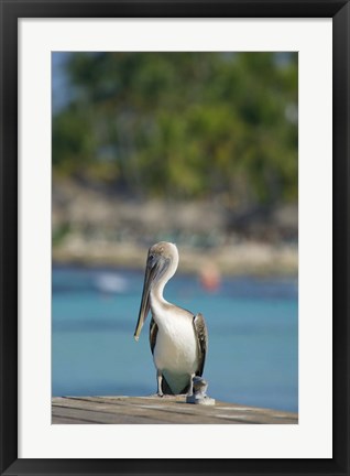 Framed Dominican Republic, Bayahibe, Pelican bird Print