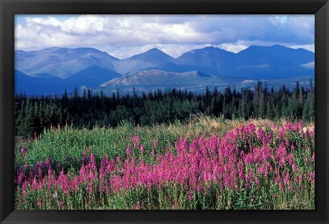 Framed Fireweed Blooms near Kluane National Park, Yukon, Canada Print