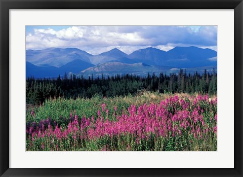 Framed Fireweed Blooms near Kluane National Park, Yukon, Canada Print