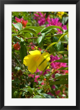 Framed Bouganvillea, Dominican Republic Print