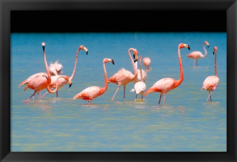 Framed Tropical Bird, Flamingos, Barahona, Dominican Republic Print