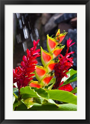 Framed Dominica, Roseau, heliconia, red ginger flowers Print