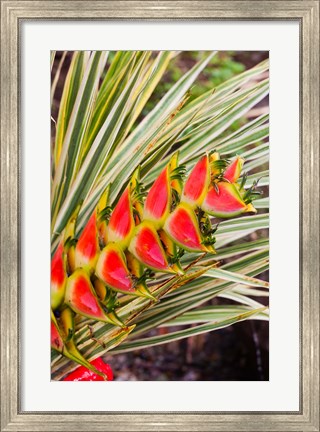 Framed Dominica, Roseau, tropical heliconia flower Print