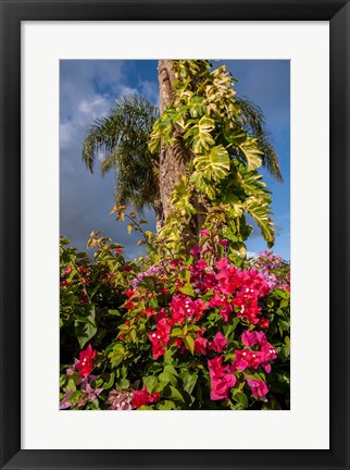 Framed Bougainvillea flora, Bavaro, Higuey, Punta Cana, Dominican Republic Print