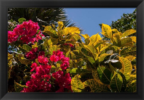 Framed Bougainvillea flowers, Bavaro, Higuey, Punta Cana, Dominican Republic Print