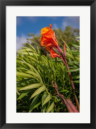 Framed Dominican Republic, Punta Cana, Flower Print