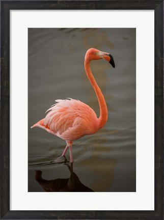 Framed Flamingo, Tropical bird, Dominican Republic Print