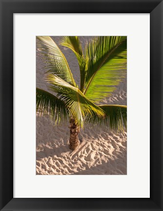 Framed Palm tree, Bavaro Beach, Higuey, Punta Cana, Dominican Republic Print