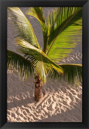 Framed Palm tree, Bavaro Beach, Higuey, Punta Cana, Dominican Republic Print