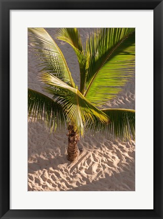 Framed Palm tree, Bavaro Beach, Higuey, Punta Cana, Dominican Republic Print