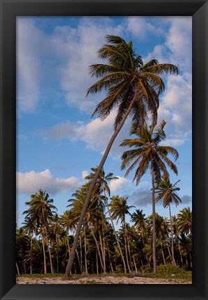 Framed Palm Trees, Bavaro, Higuey, Punta Cana, Dominican Republic Print