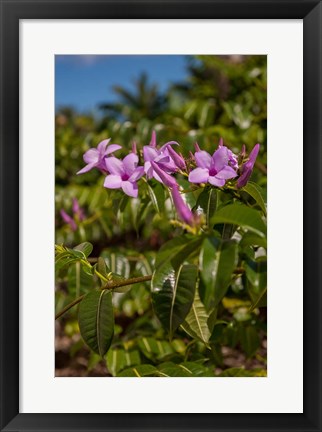 Framed Tropical purple flowers, Bavaro, Higuey, Punta Cana, Dominican Republic Print