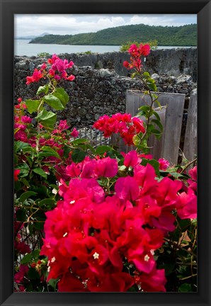 Framed Flowering Bougainvillea &amp; Ruins, Chateau Dubuc, Martinique, French Antilles, West Indies Print