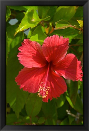 Framed Dominican Republic, Bavaro, Hibiscus flower Print