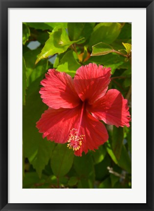 Framed Dominican Republic, Bavaro, Hibiscus flower Print