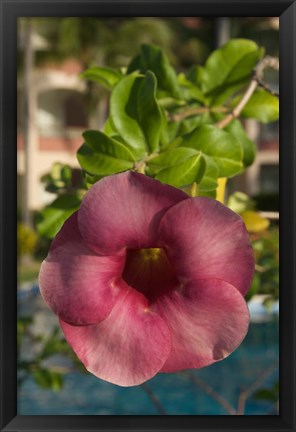 Framed Dominican Republic, Punta Cana, Allamanda flower - pink Print