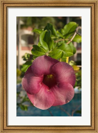 Framed Dominican Republic, Punta Cana, Allamanda flower - pink Print