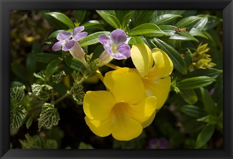 Framed Dominican Republic, Punta Cana, Allamanda flower - yellow Print