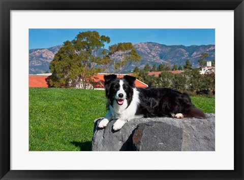 Framed Border Collie dog Print