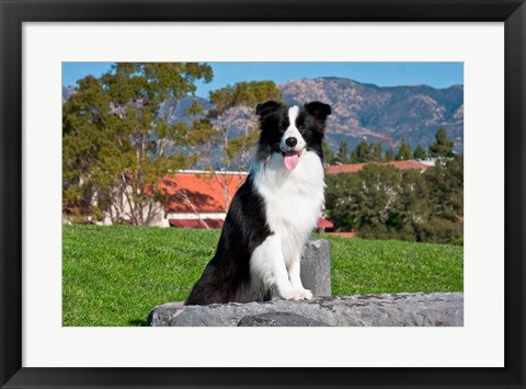 Framed Border Collie dog sitting Print