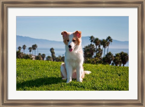 Framed Border Collie puppy dog in a field Print