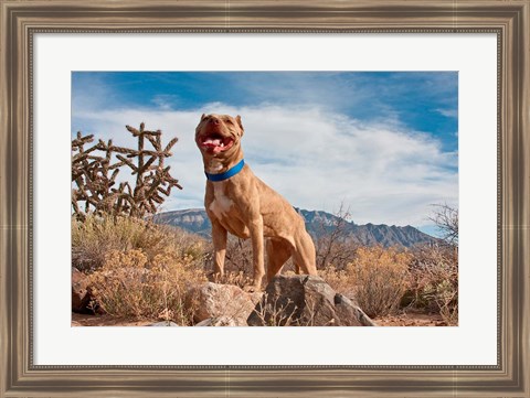 Framed Pitt Bull Terrier dog Print