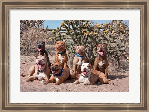 Framed American Pitt Bull Terrier dogs, cactus Print