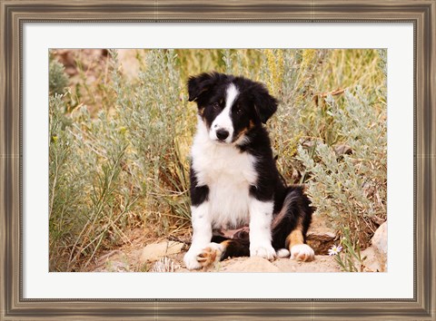 Framed Border Collie puppy dog Print