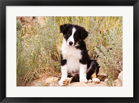 Framed Border Collie puppy dog Print