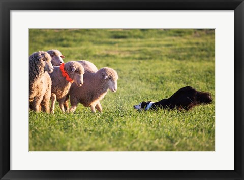 Framed Purebred Border collie dog and Merino sheep Print