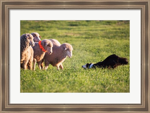 Framed Purebred Border collie dog and Merino sheep Print