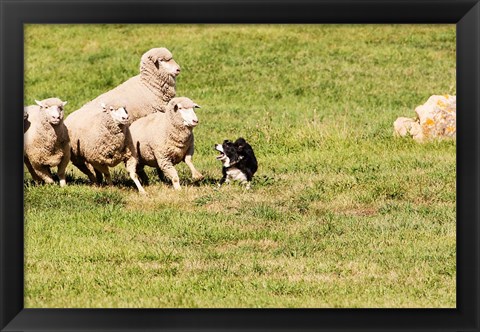 Framed Purebred Border Collie dog and sheep Print