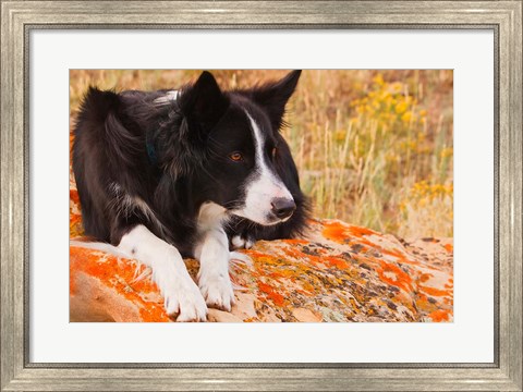 Framed Purebred Border Collie dog on moss rock Print