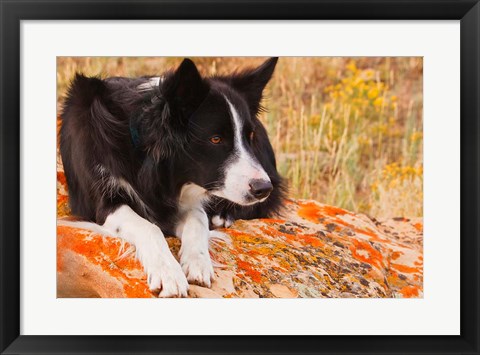 Framed Purebred Border Collie dog on moss rock Print