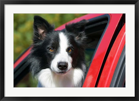 Framed Purebred Border Collie dog, red truck window Print