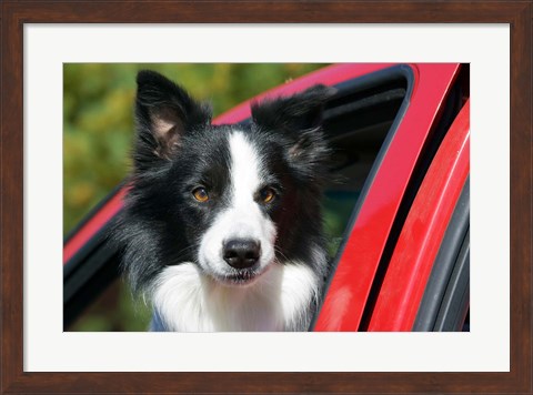 Framed Purebred Border Collie dog, red truck window Print