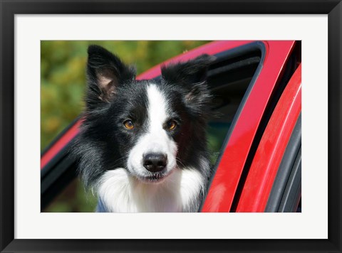 Framed Purebred Border Collie dog, red truck window Print