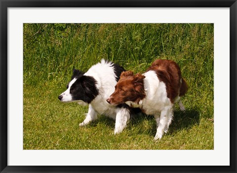 Framed Purebred Border Collie dogs Print