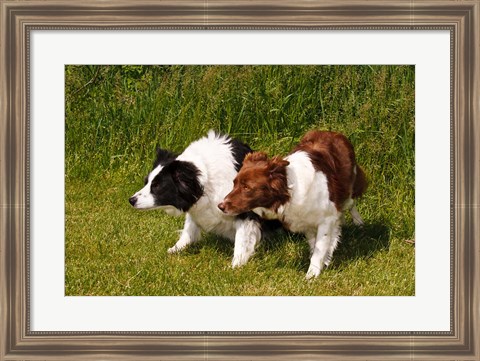 Framed Purebred Border Collie dogs Print
