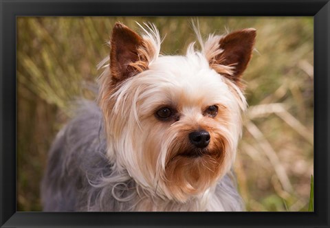 Framed Purebred Yorkshire Terrier Dog Print