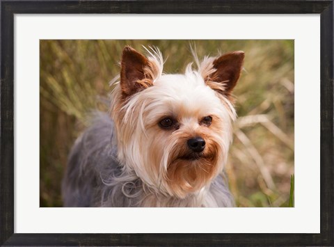 Framed Purebred Yorkshire Terrier Dog Print