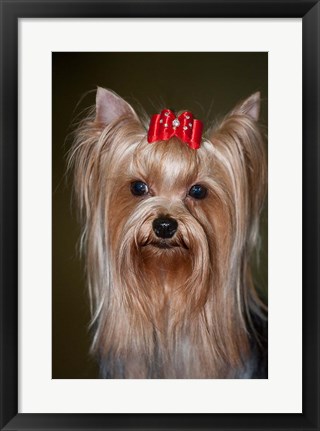 Framed Show Yorkshire Terrier Dog with red bow Print