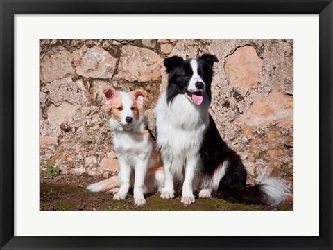 Framed adult Border Collie dog with puppy Print