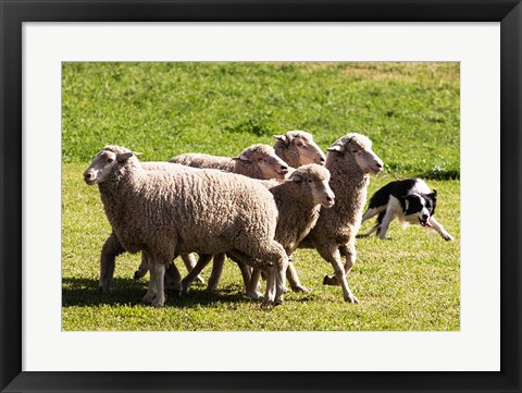 Framed Purebred Border Collie dog turning sheep Print