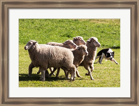 Framed Purebred Border Collie dog turning sheep Print