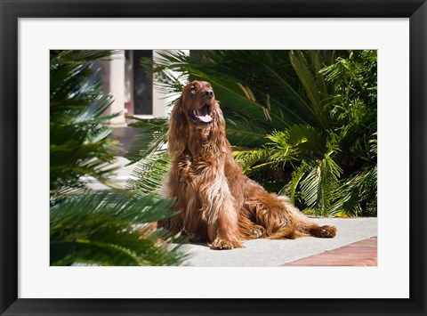 Framed Irish Setter dog surrounded by cycads Print