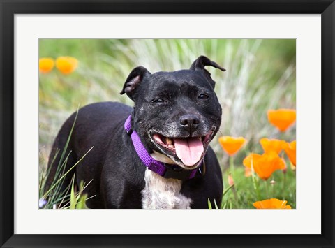 Framed Staffordshire Bull Terrier standing in a field of wild Poppy flowers Print