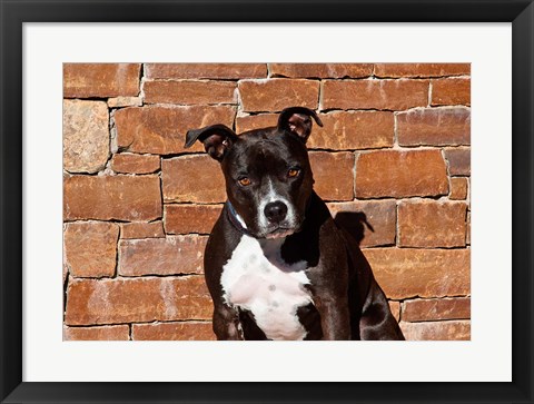 Framed American Staffordshire Terrier dog Print